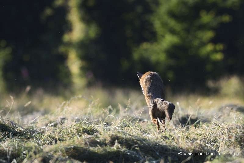 Renard roux