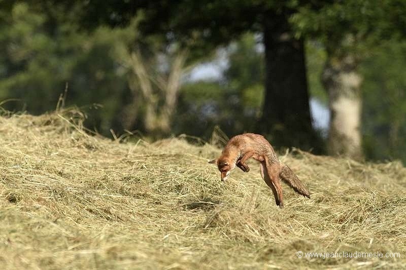 Renard roux