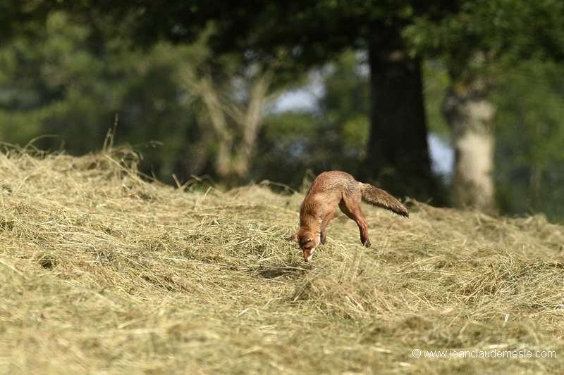 Renard roux
