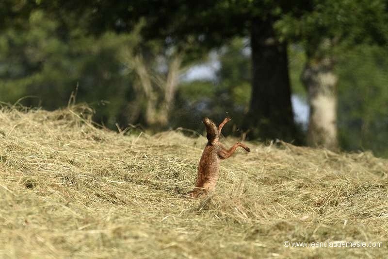 Renard roux
