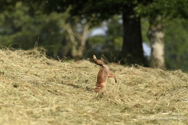 Renard roux
