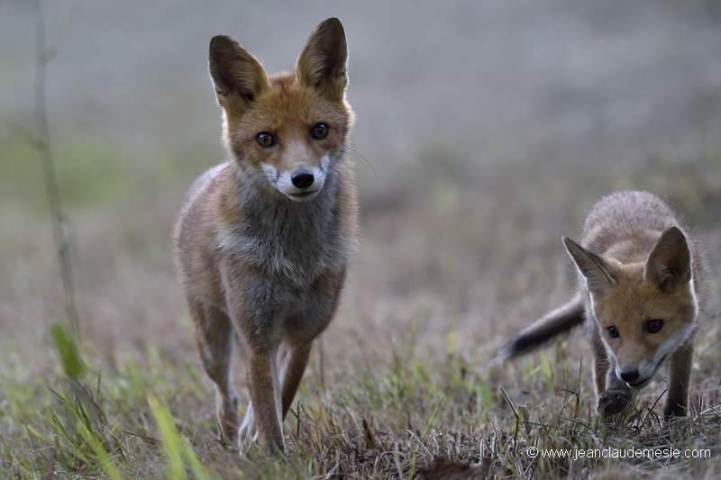 Renard roux