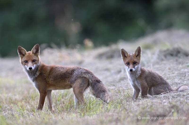 Renard roux