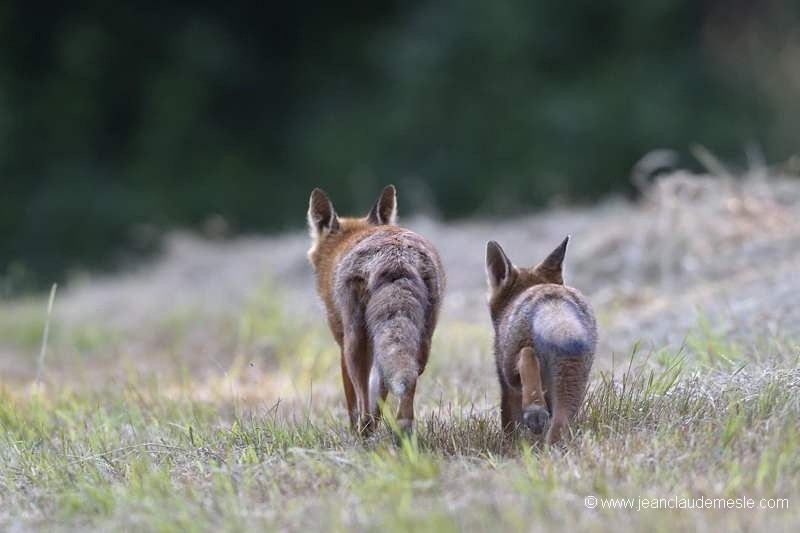 Renard roux
