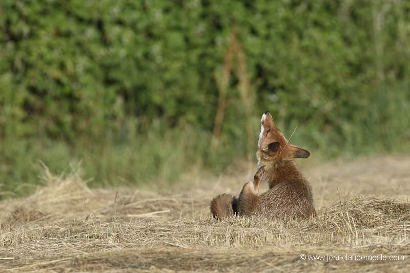 Renard roux