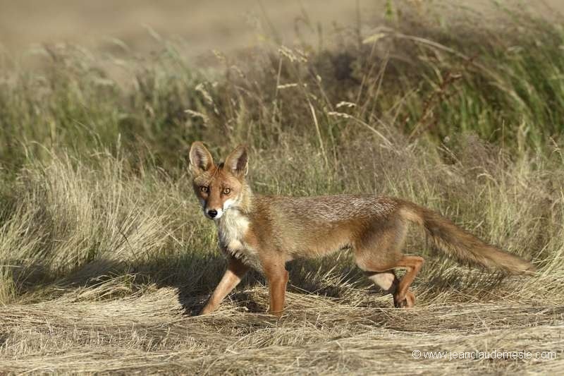 Renard roux