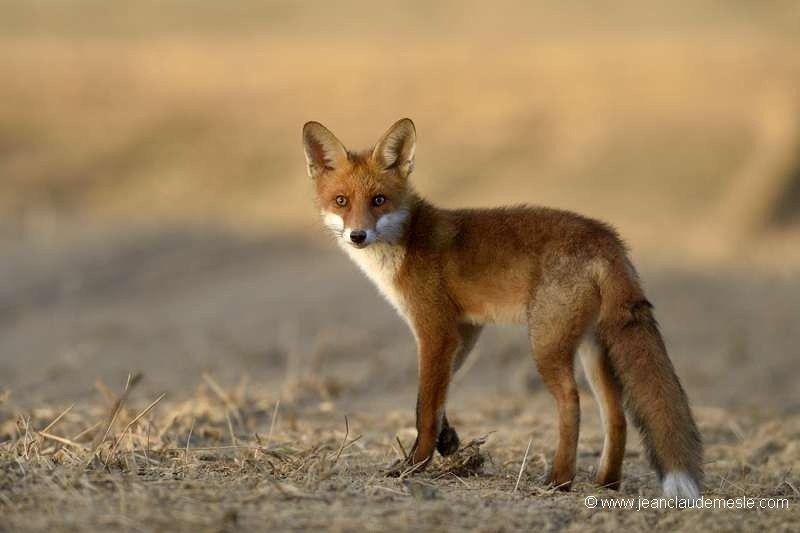 Renard roux