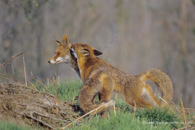 Renard roux