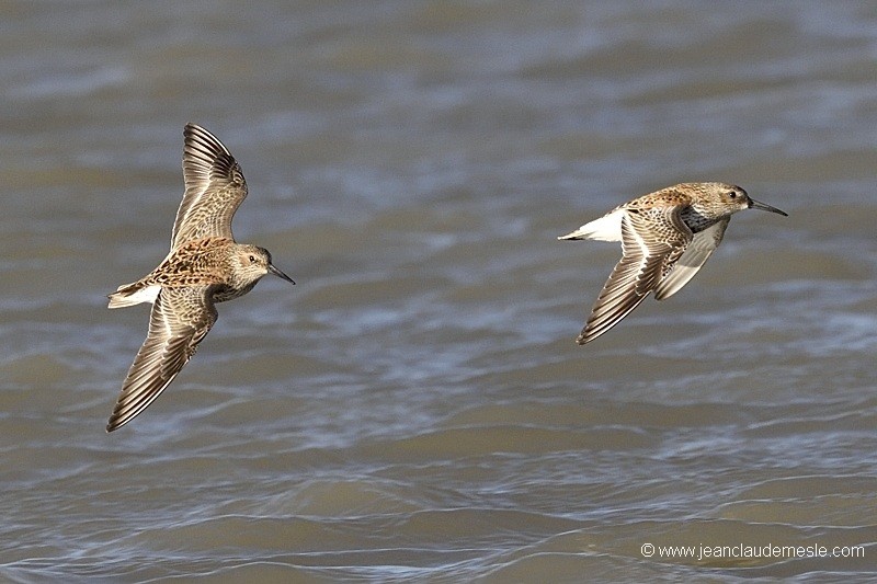 Bécasseau variable
