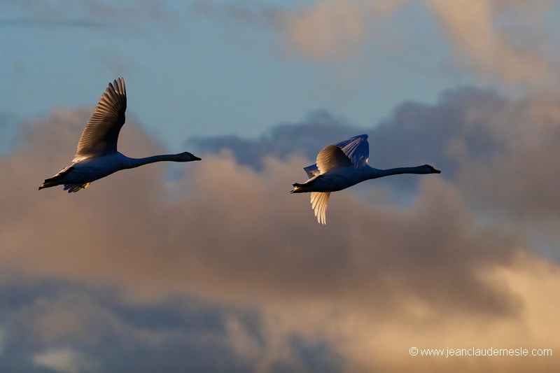 Cygne tuberculé