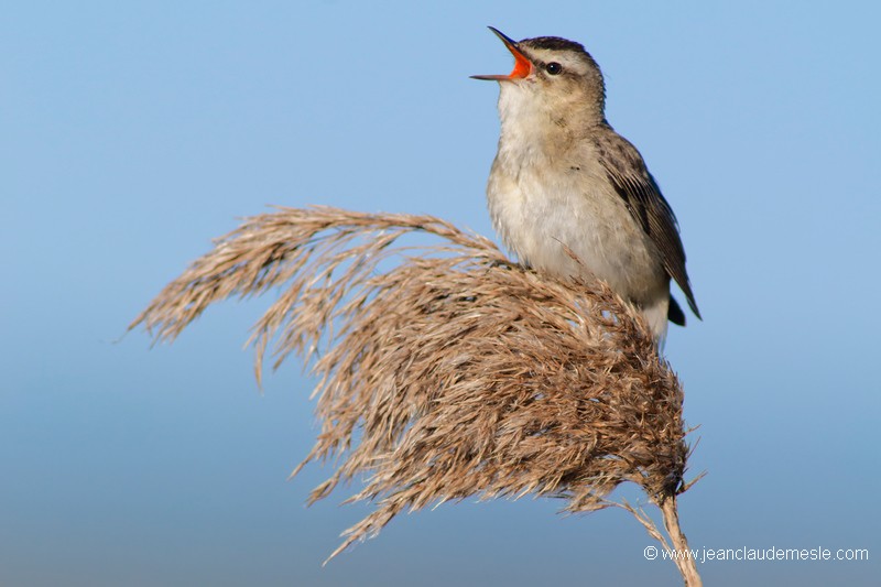 Phragmite des joncs