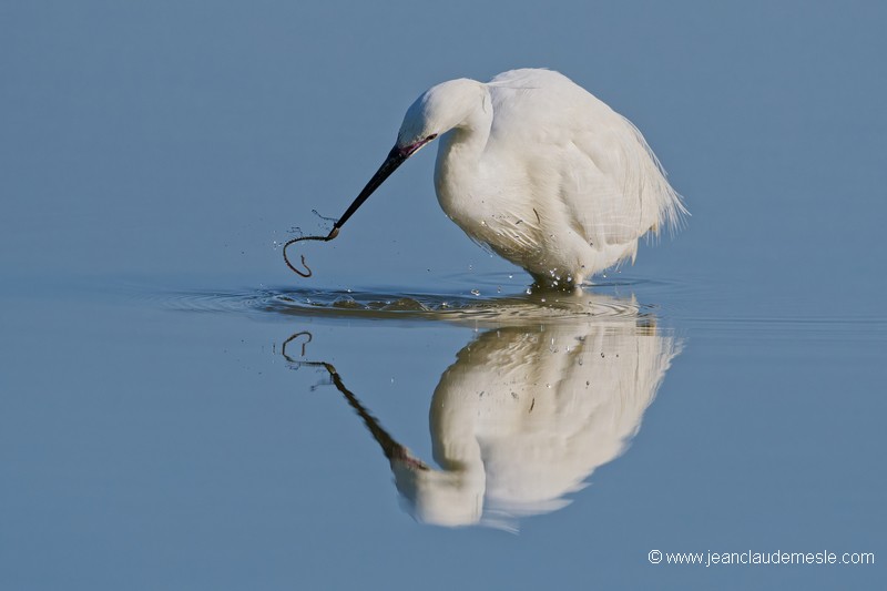 Aigrette garzette