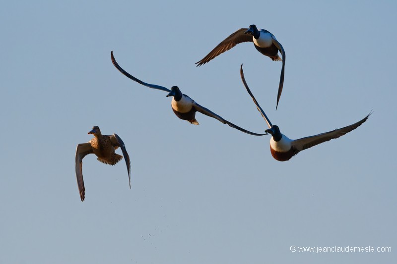 Canard souchet