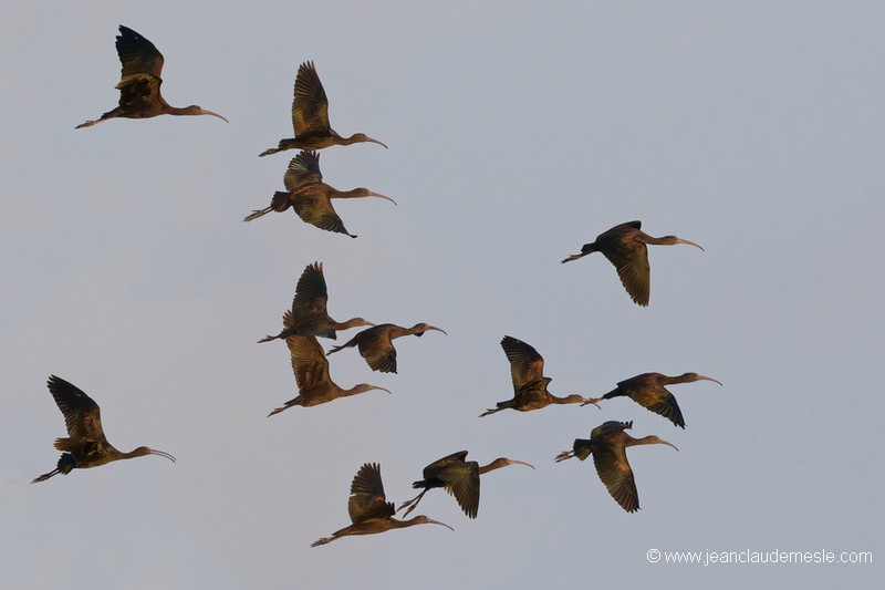 Ibis falcinelle